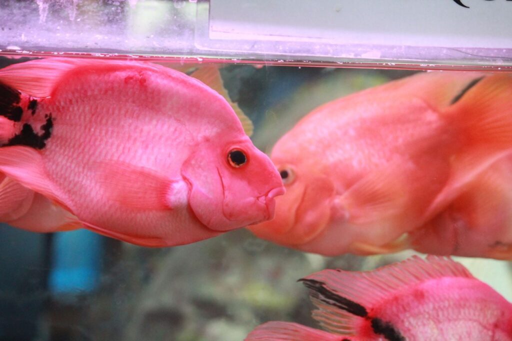 Pink Orange Fish Stock Free