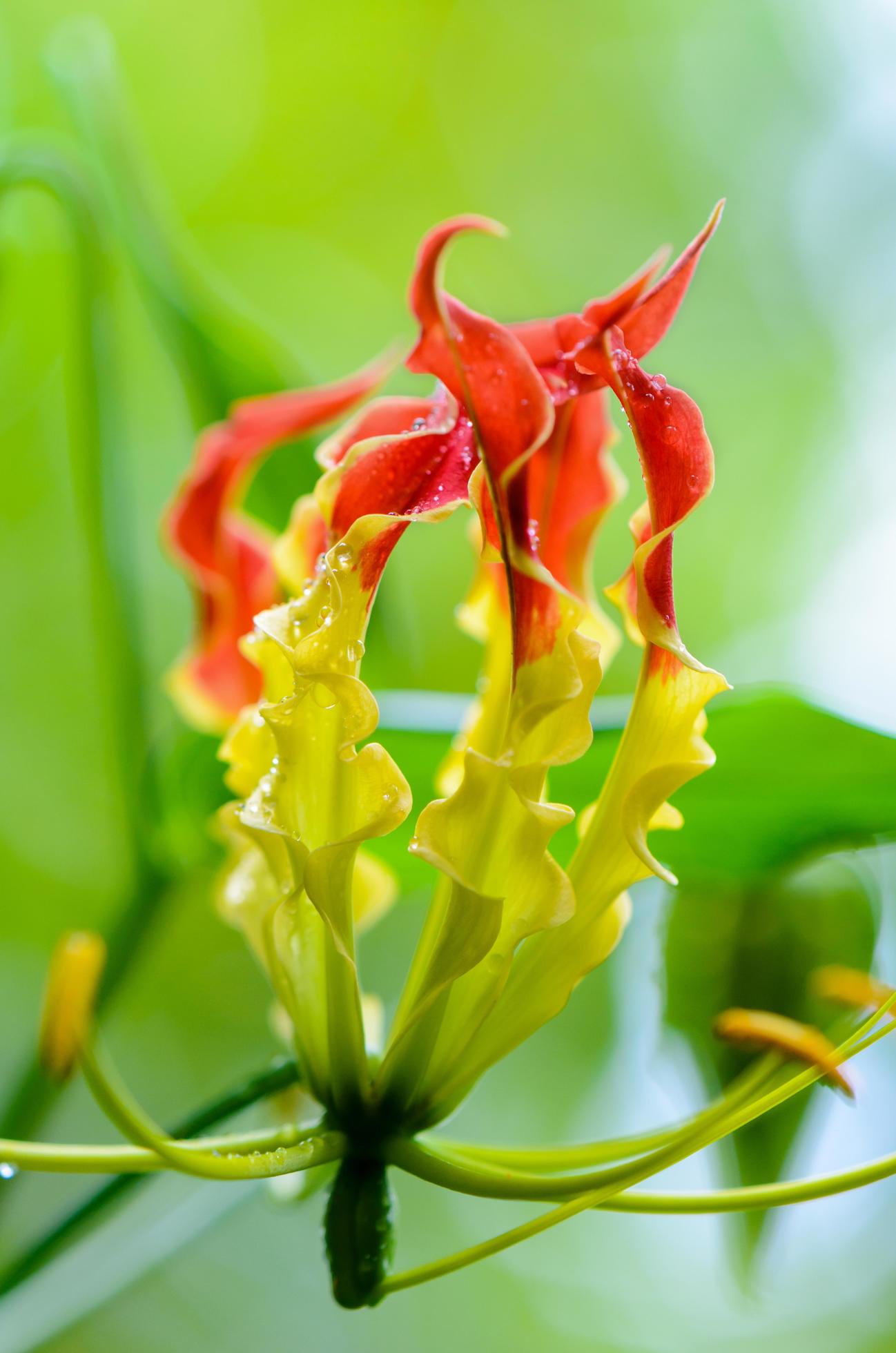 Gloriosa Superba or Climbing Lily flower Stock Free