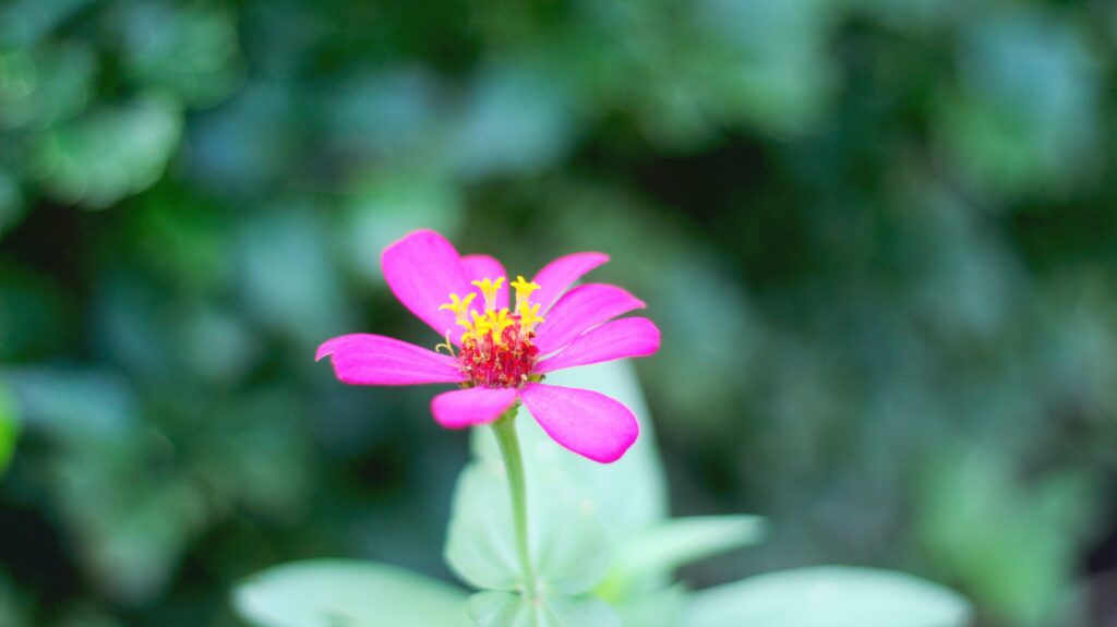 Pink zinnia peruviana flower with yellow red threads and perfect petals stock photo Stock Free