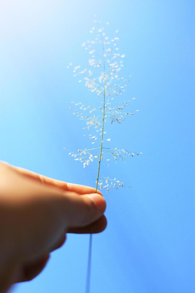 Hand holding Beautiful grass flowers with blue sky and natural sunlight. Peace and Amity of Valentine’s day concept. Stock Free