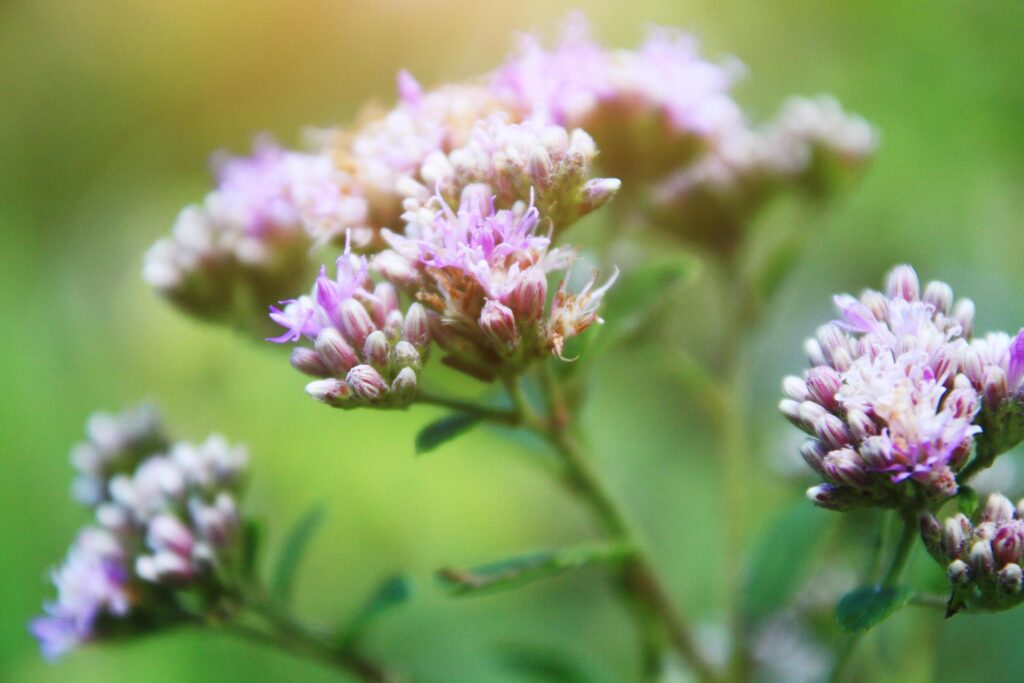 Anaphalis margaritacea Benth.wild flowers in forest with sunlight and blue sky on the mountain. Stock Free