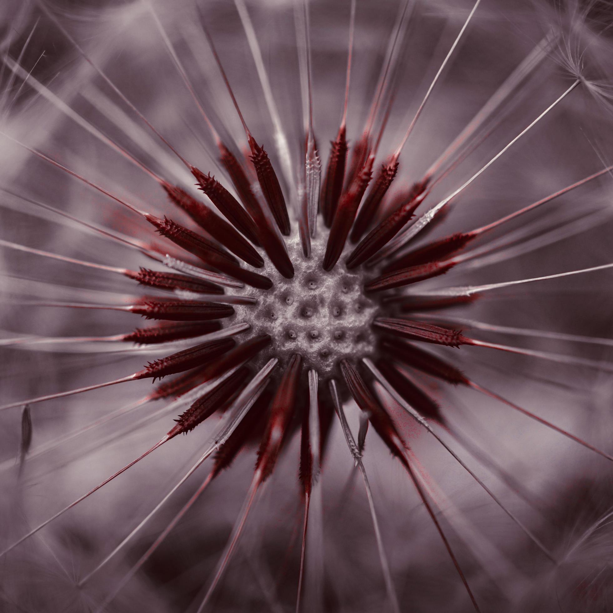 Macro close up of a dandelion flower in the spring season Stock Free