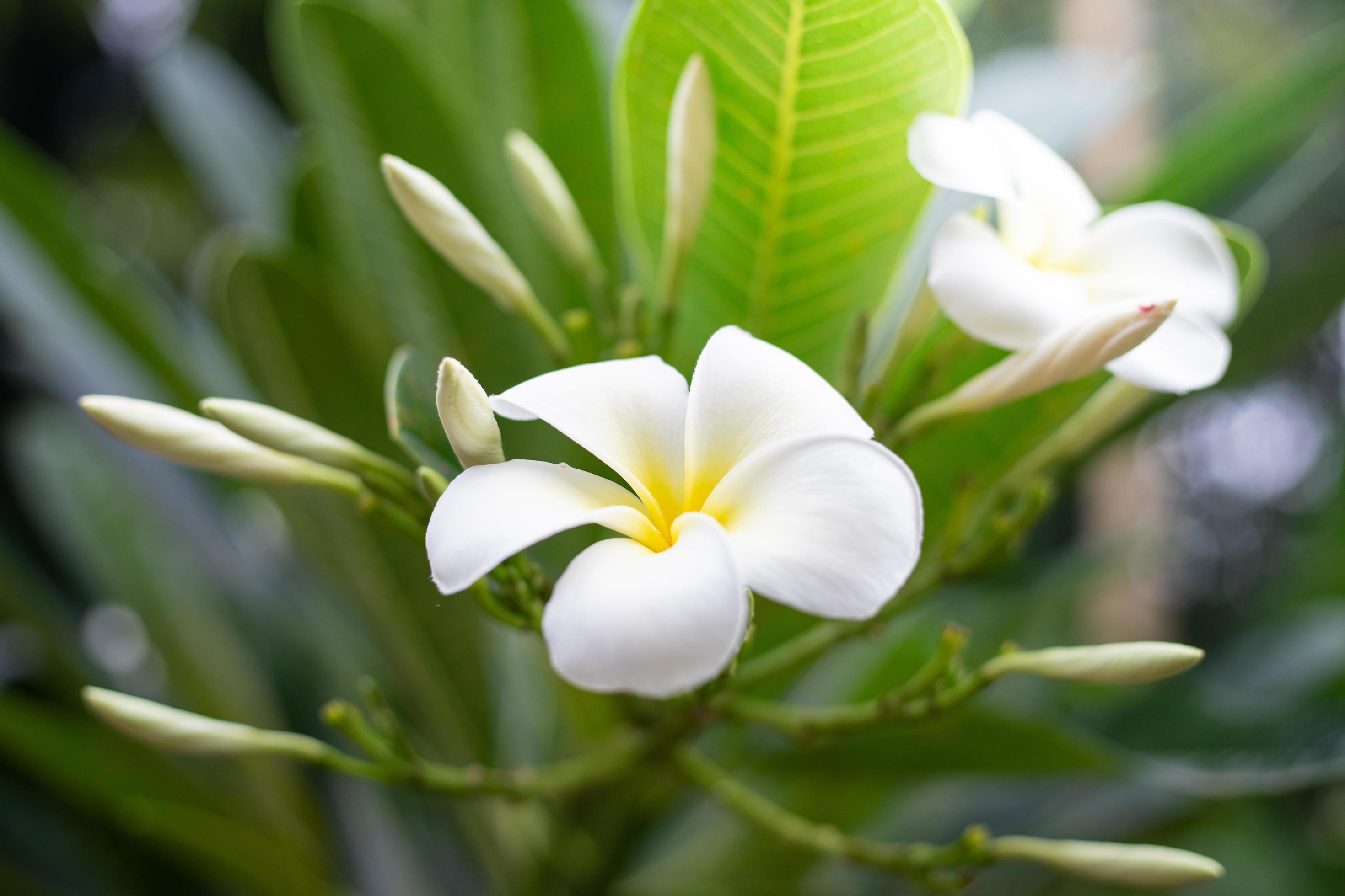 Close up white flower Stock Free