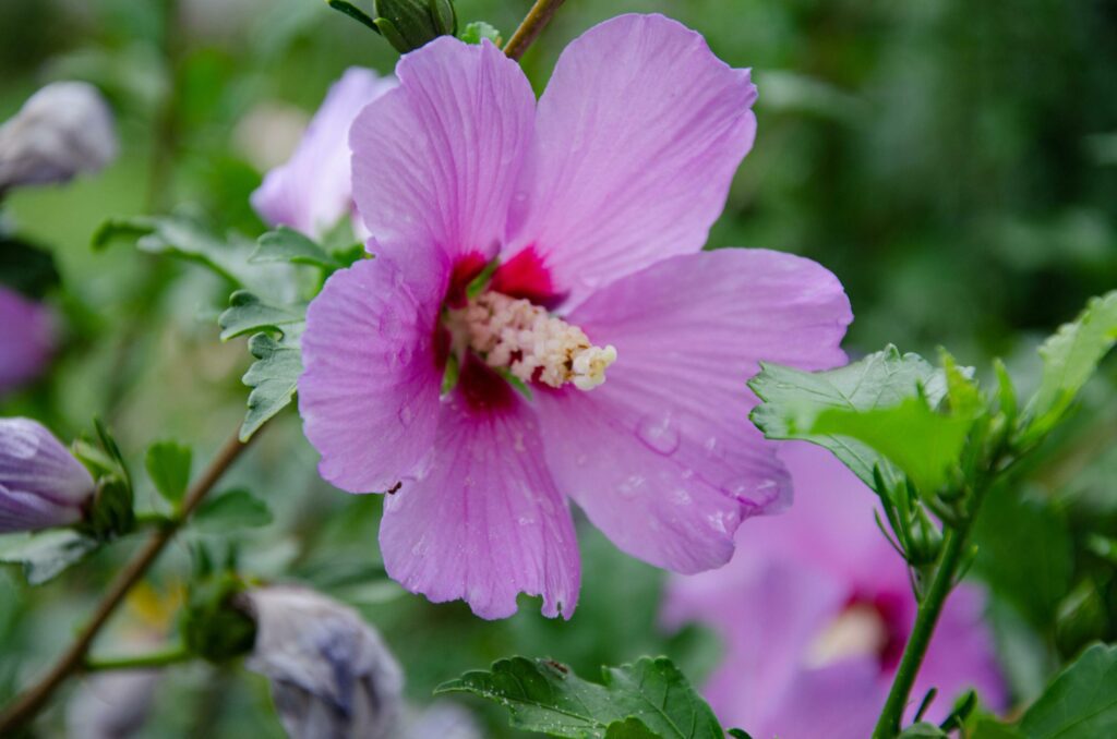 Beautiful hibiscus flowers in the garden on a summer day. The beauty and diversity of flowers. Stock Free