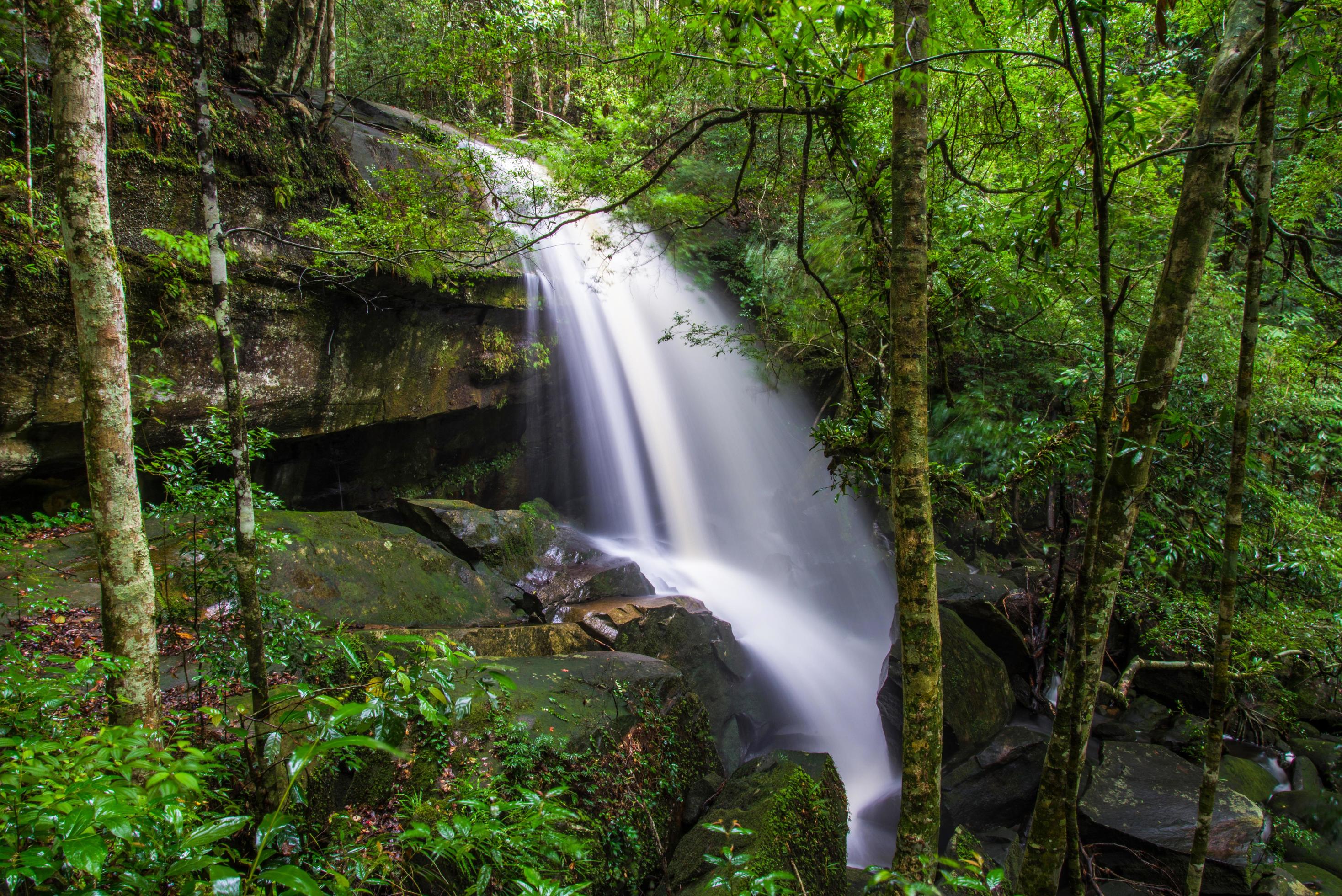 Mountain river stream waterfall green forest Landscape nature plant tree rainforest jungle with rock and green mos Stock Free