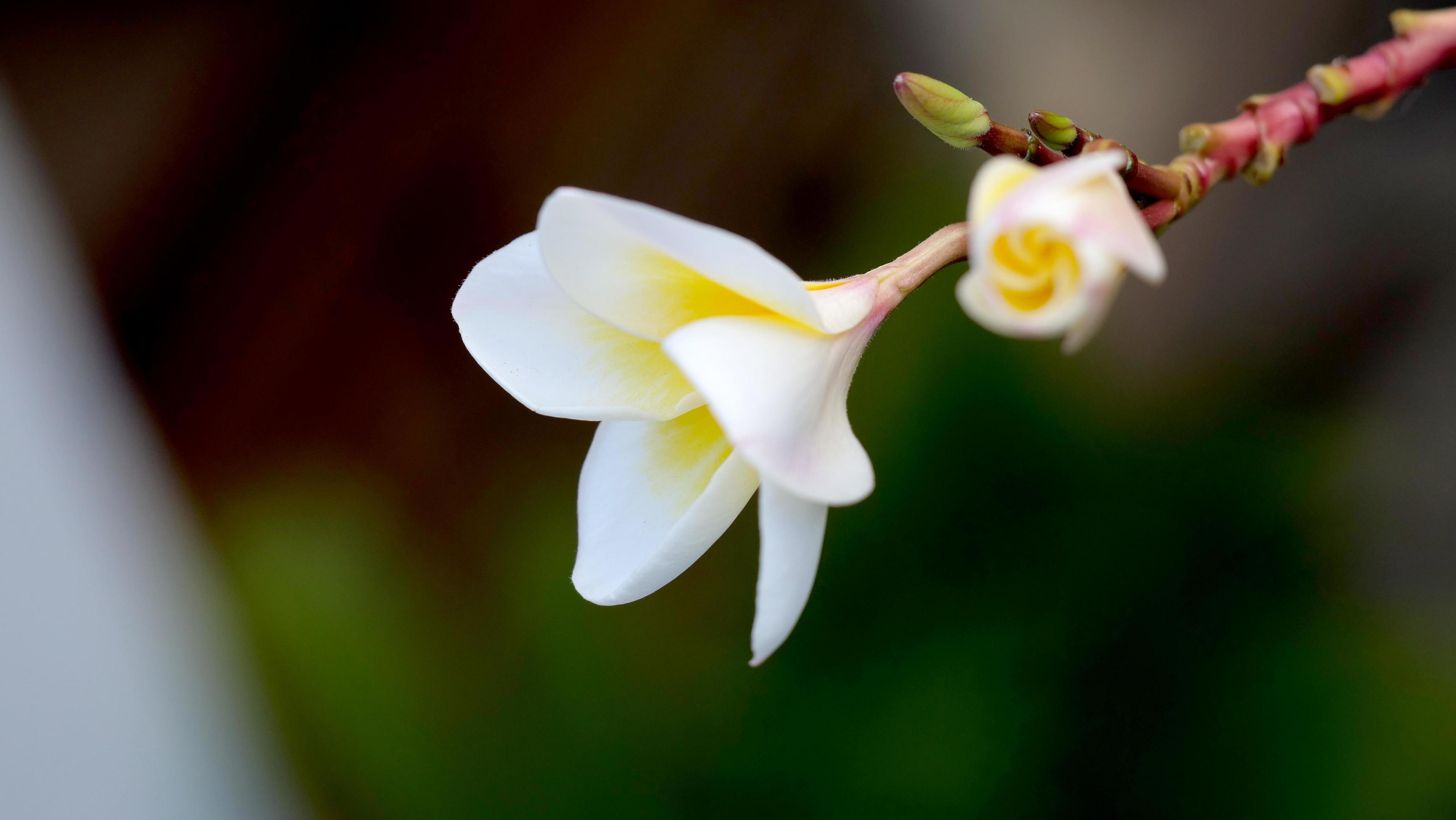 Frangipani flowers in the garden Stock Free