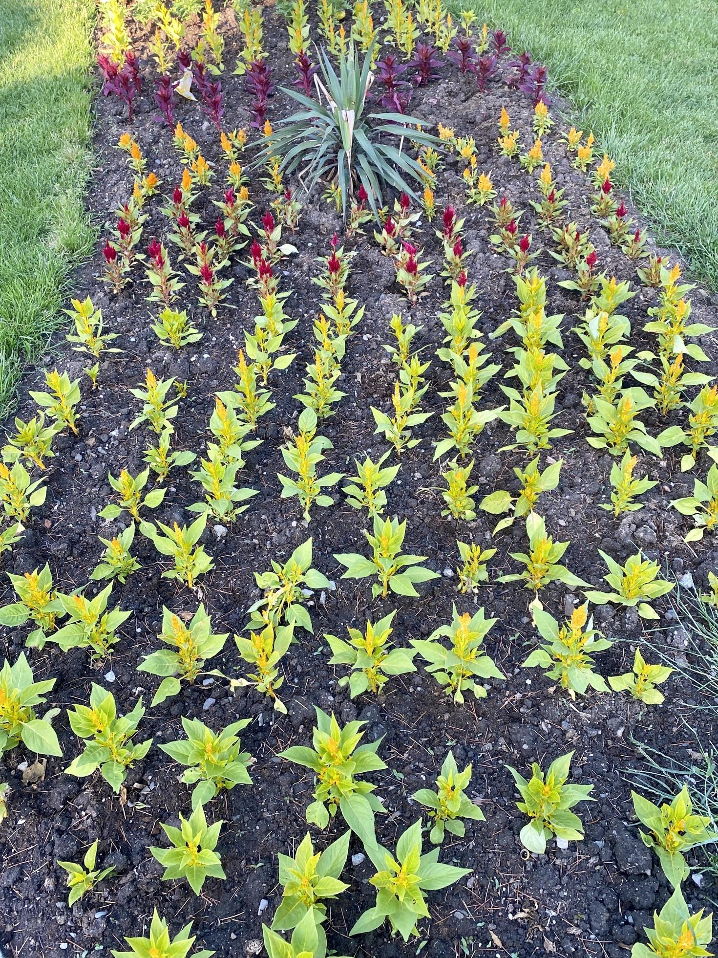 Natural background with a flower bed on the lawn Stock Free