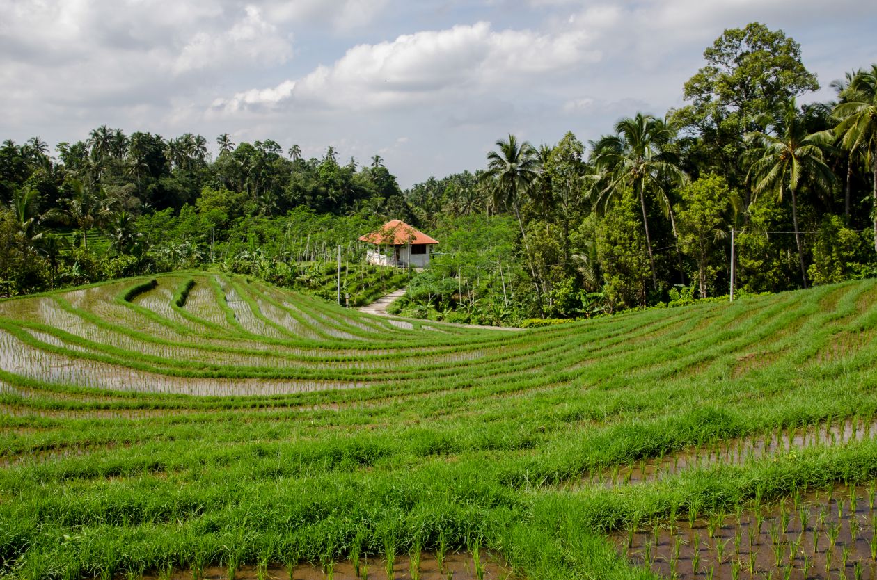 Rice field in Indonesia Stock Free