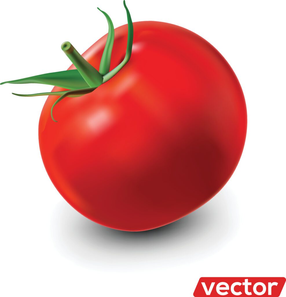 Tomato isolated on white. Realistic illustration of big ripe red fresh tomato isolated on white background Free Vector