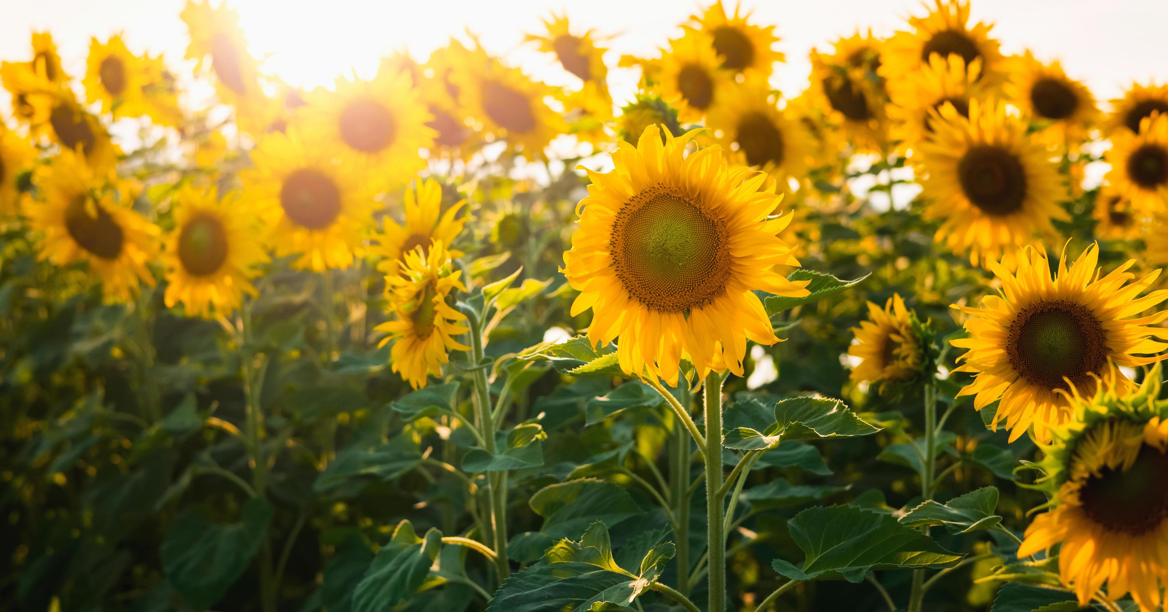 sun flower with sunshine in gardren Stock Free