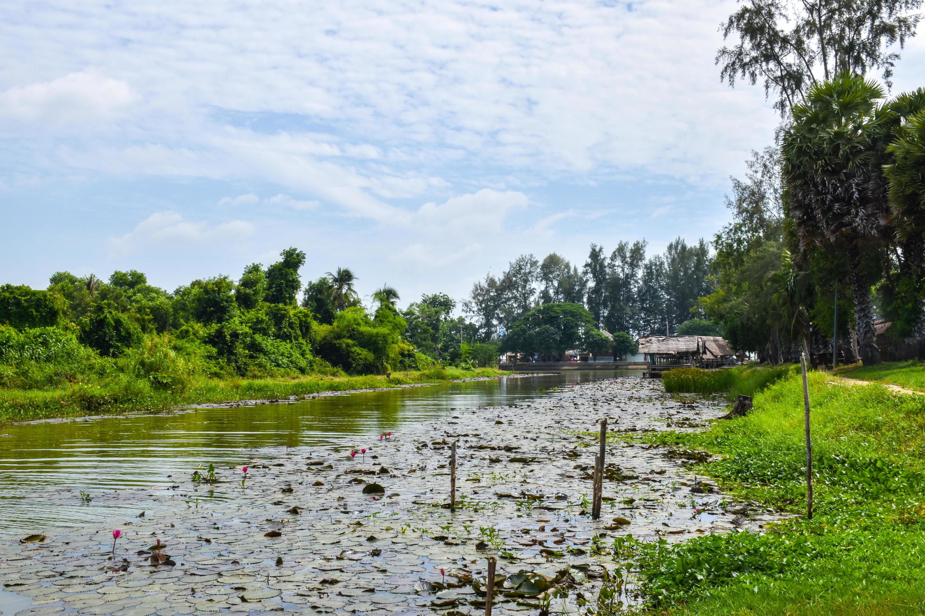 blooming lotus flowers and leaves beauty nature in lake phatthalung Stock Free