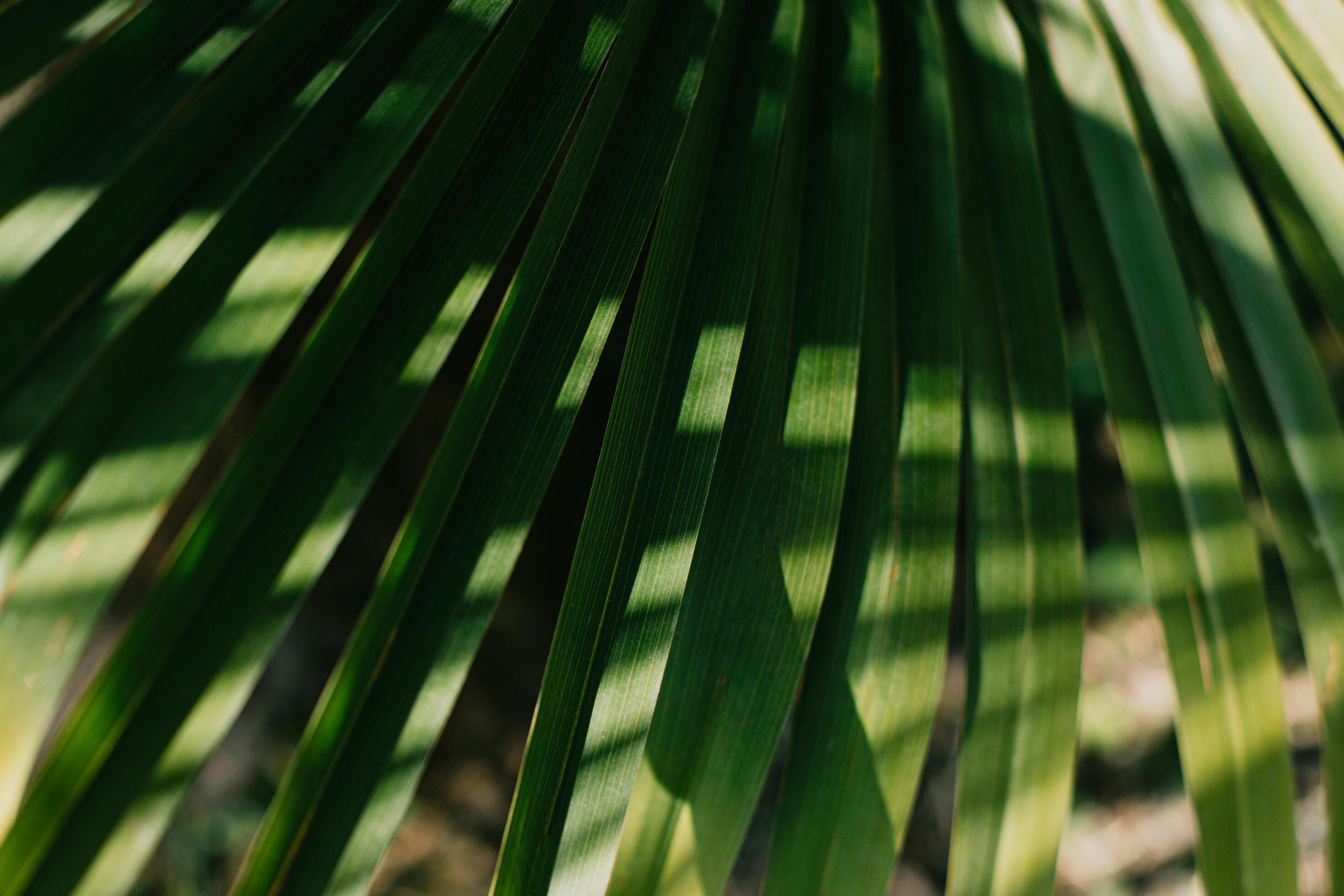 Blurred palm leaves in a sunlight. Summer background. Stock Free