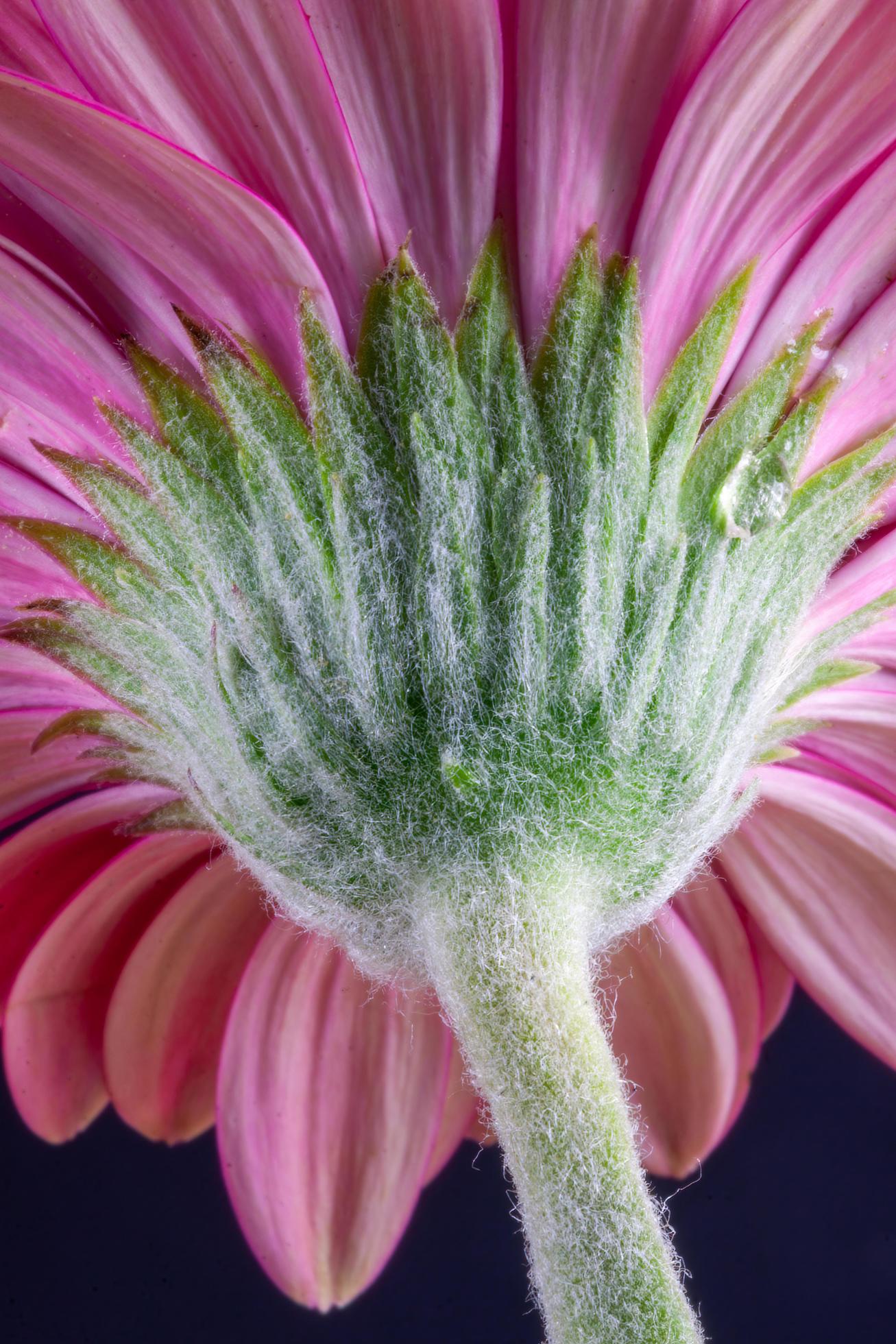 The Underside of a vibrant pink Gerbera flower Stock Free