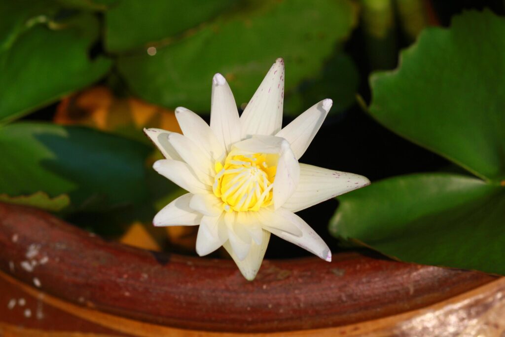 White lotus blossom or water lily flower blooming in pond. Stock Free