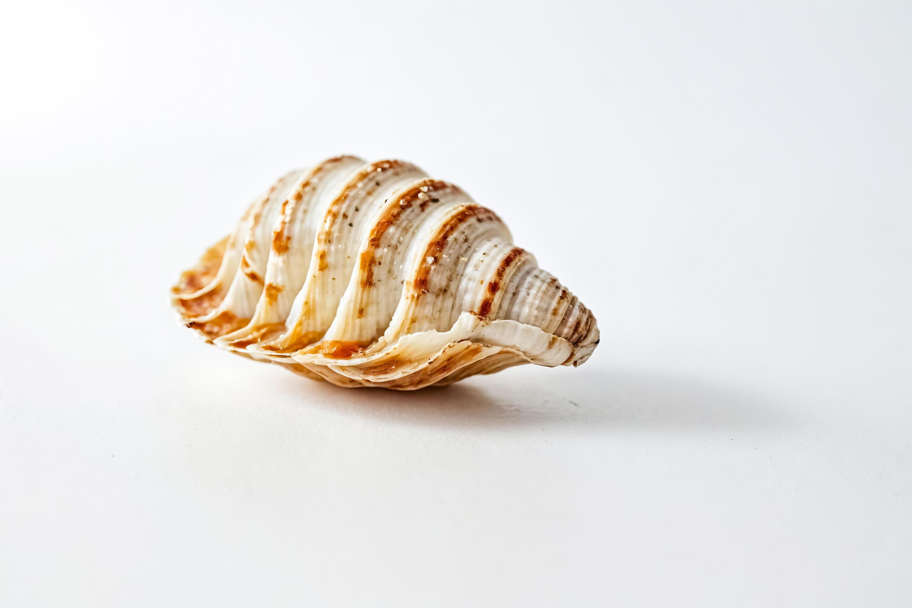 Close-up of a White and Brown Seashell on a White Background Stock Free