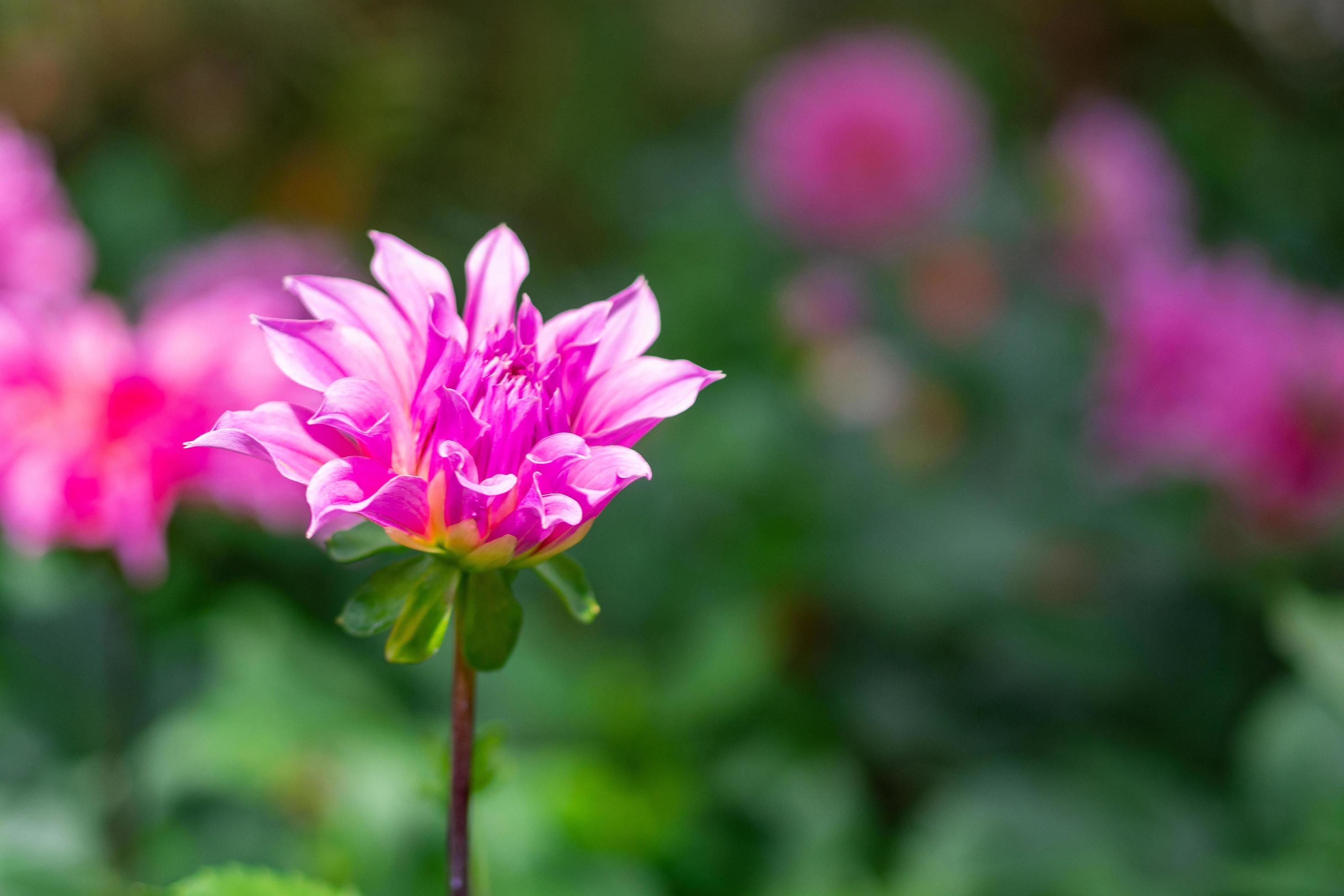 Beautiful pink dahlia flower are blooming in the garden Stock Free