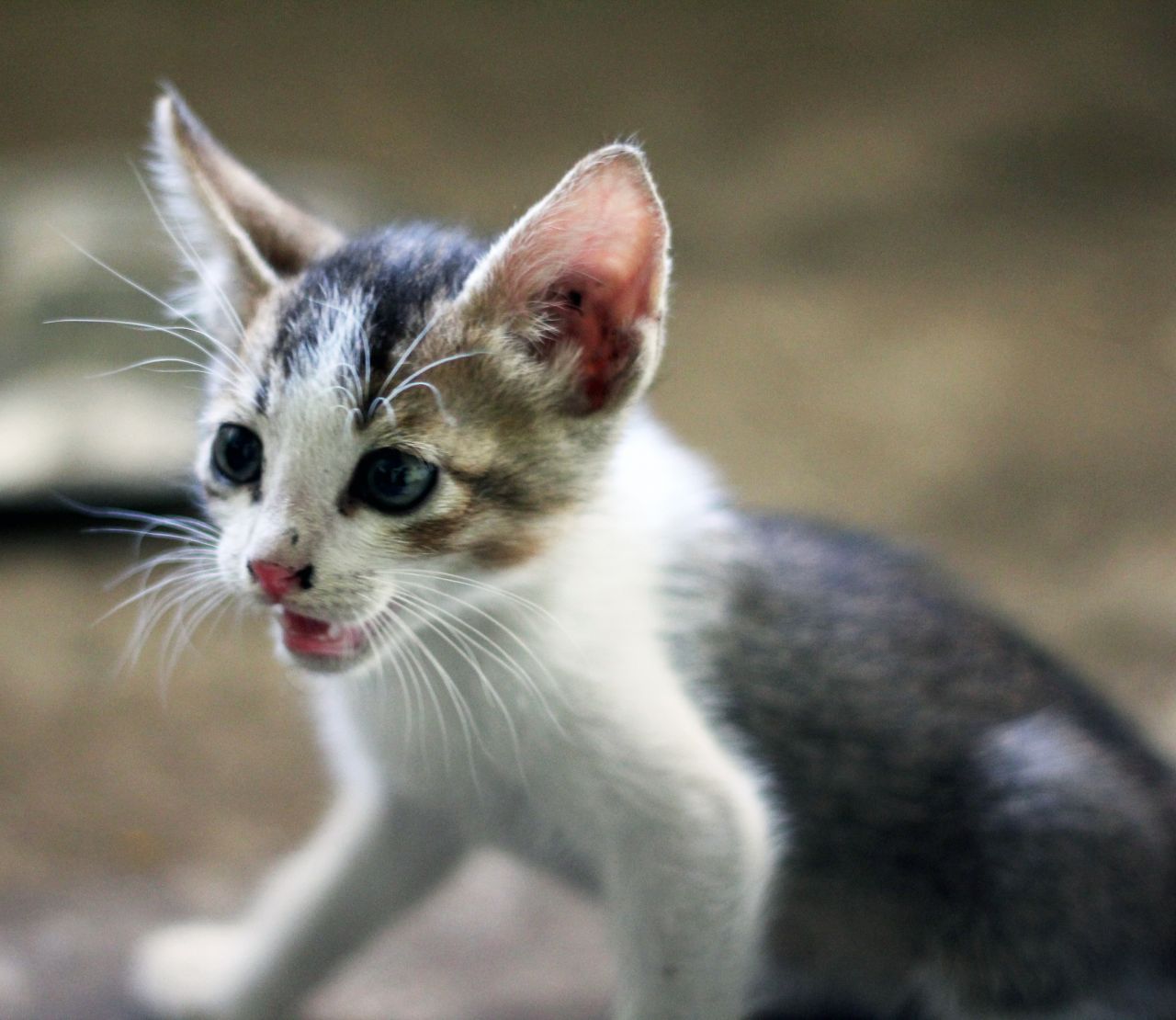 Cute Small Cat Kitten Stock Free