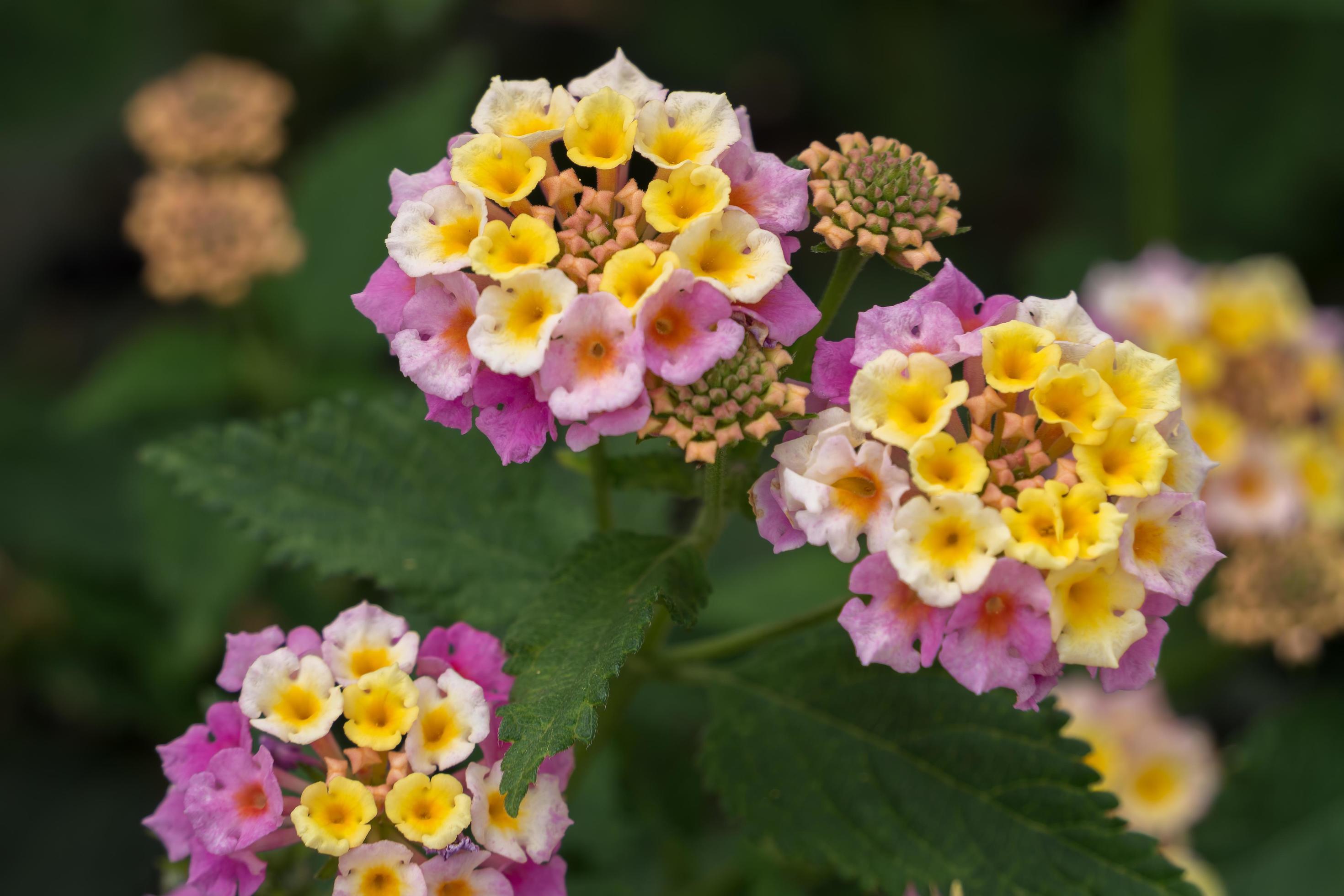 Lantana Camara shrub flowering in Gran CanariaSpain Stock Free