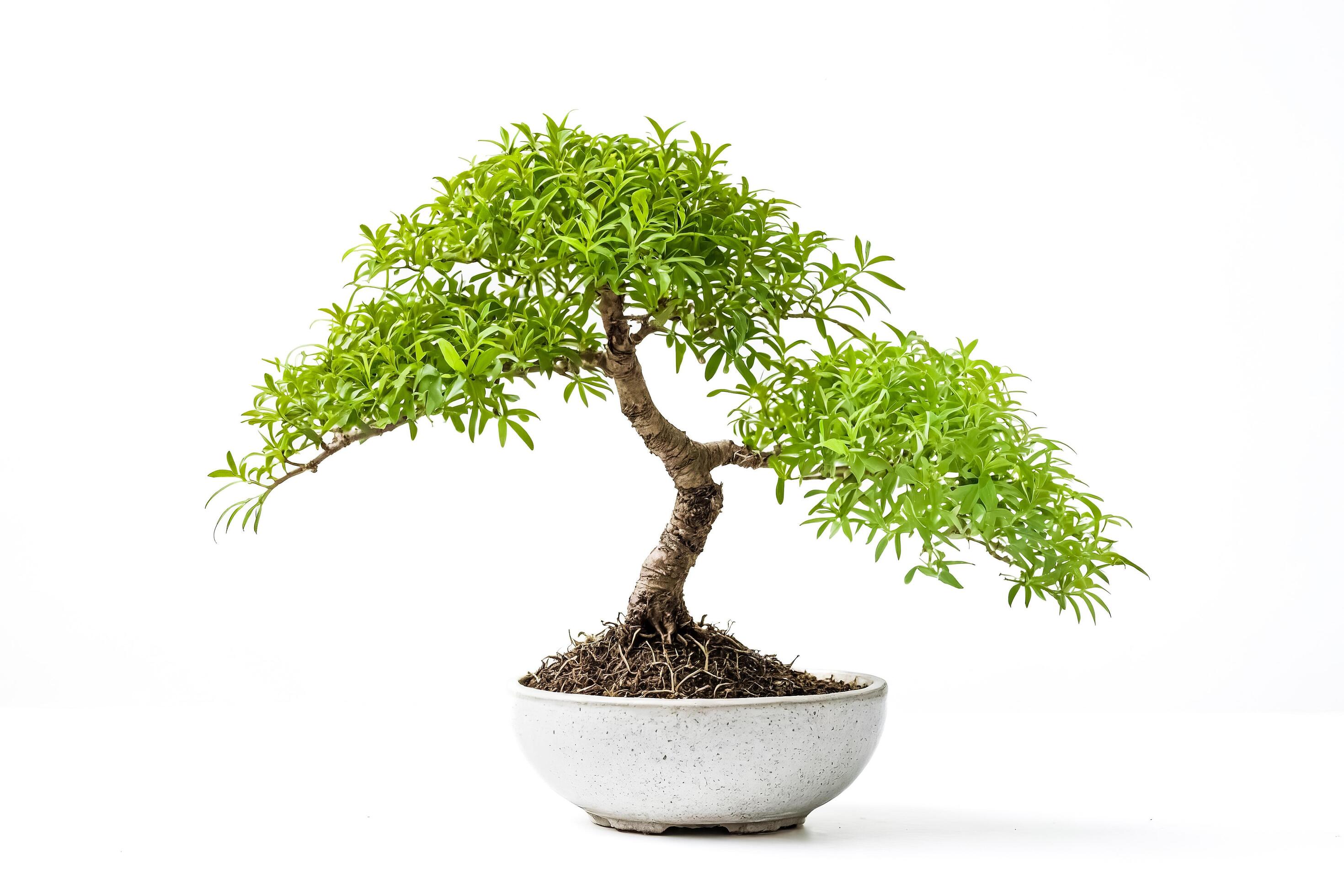 Bonsai Tree in White Pot Isolated on White Background Stock Free