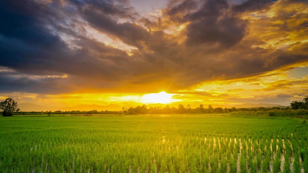 Panorama natural scenic beautiful sunset and rice field agricultural background Stock Free