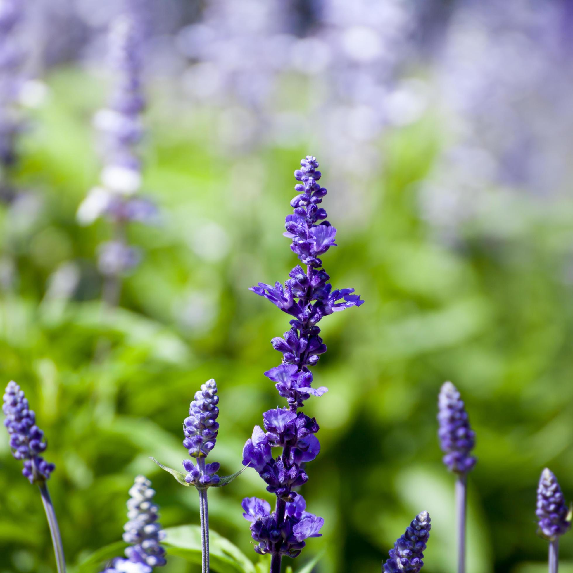 lavender flowers, close-up, selective focus Stock Free