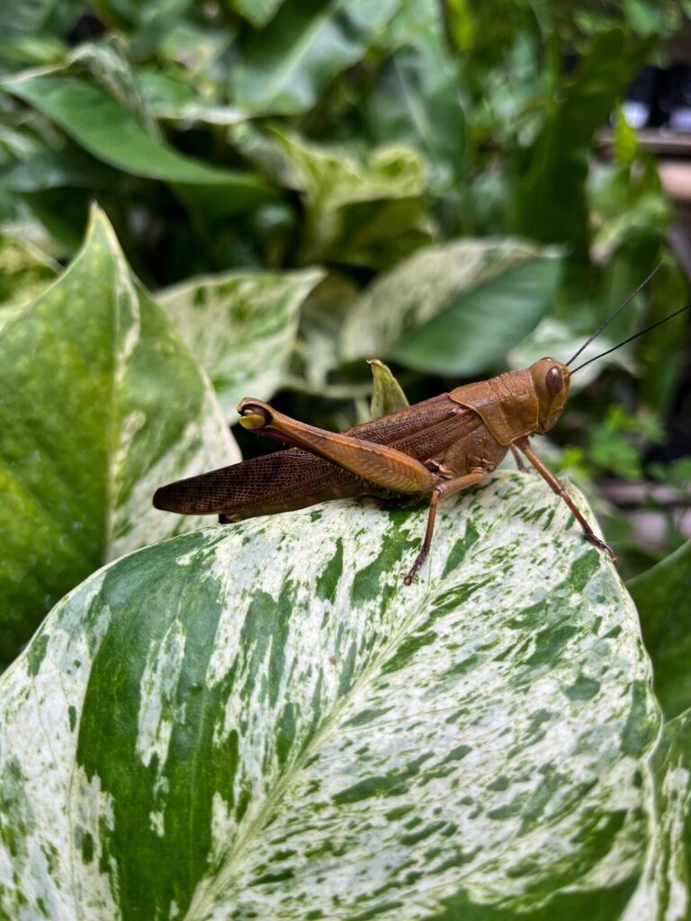 Beautiful grasshopper on natural green leaves background, closeup Stock Free