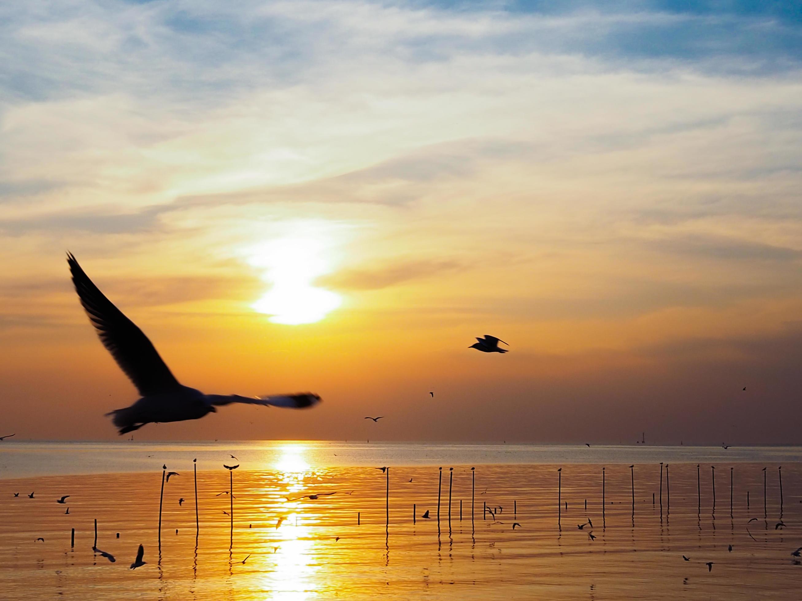 Flock of birds flies above the sea surface. Bird flying back to nest in natural sea and golden sky background during beautiful sunset. Stock Free