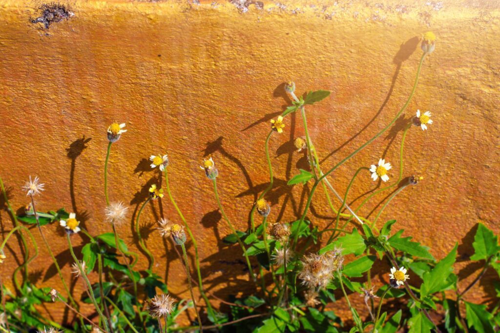 Camomile flowers on orange Tuscany vintage Wall. Spring flowers on field with sunlight Stock Free