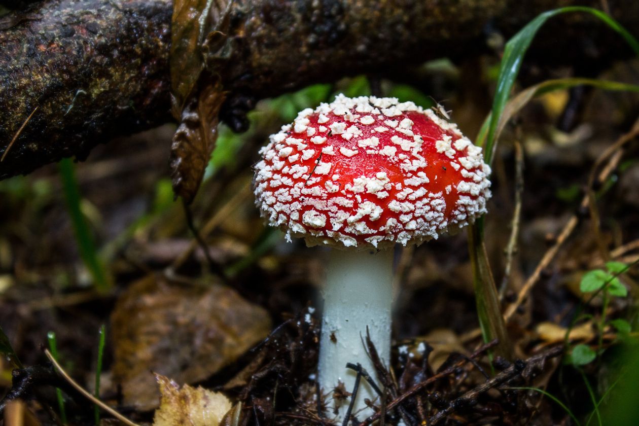 Fly agaric Stock Free