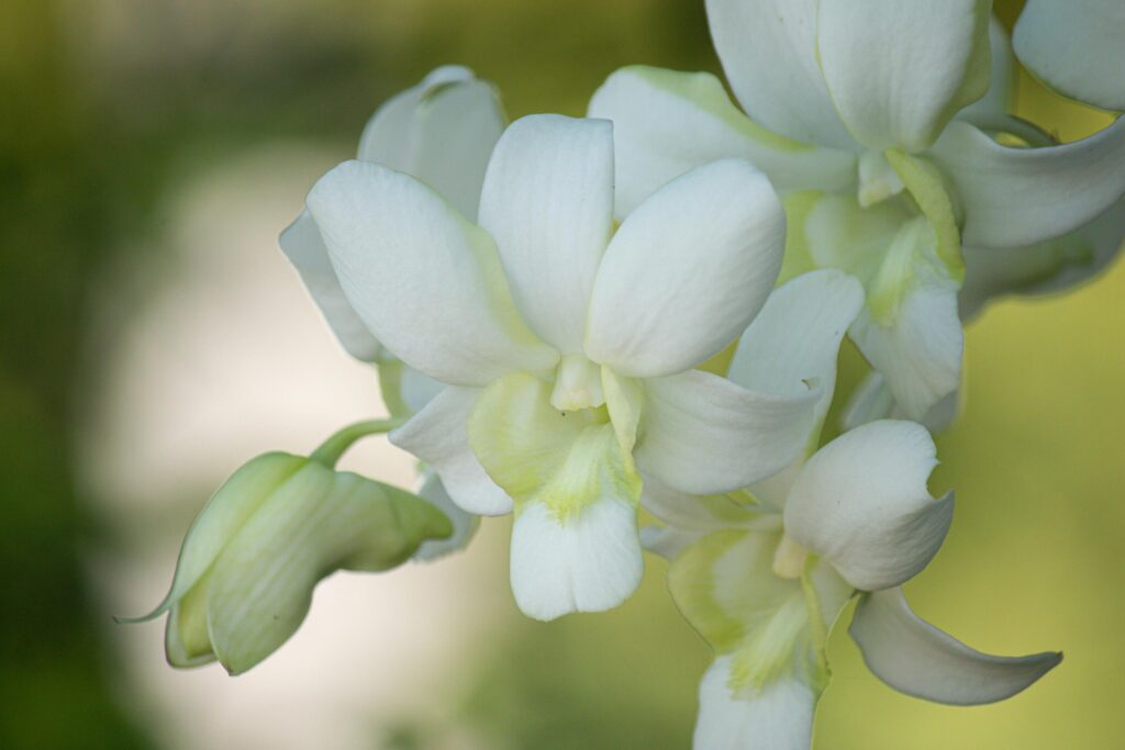 eautiful white orchid flowers nature background For various design work Stock Free