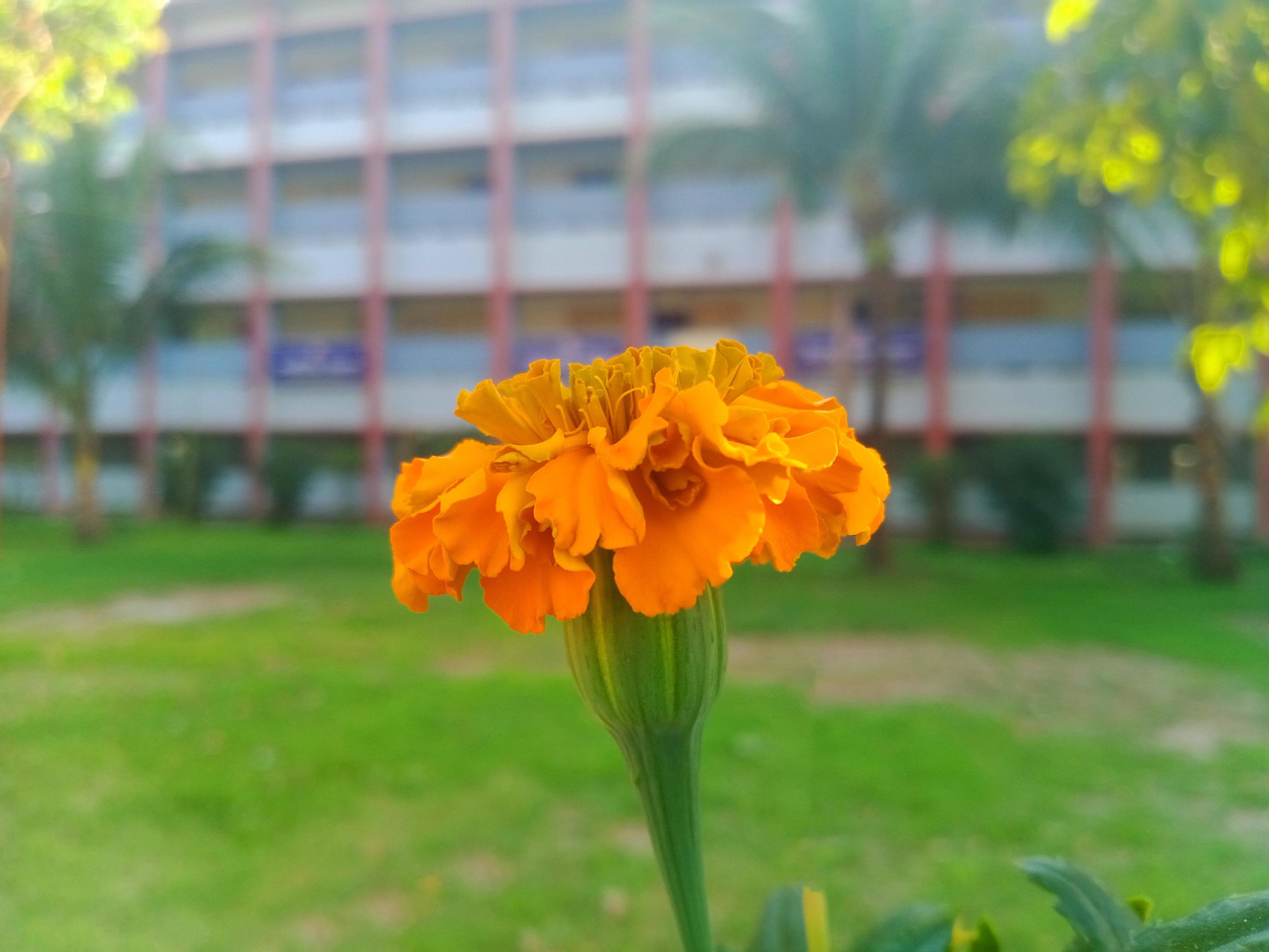 Yellow flowers and green background Stock Free