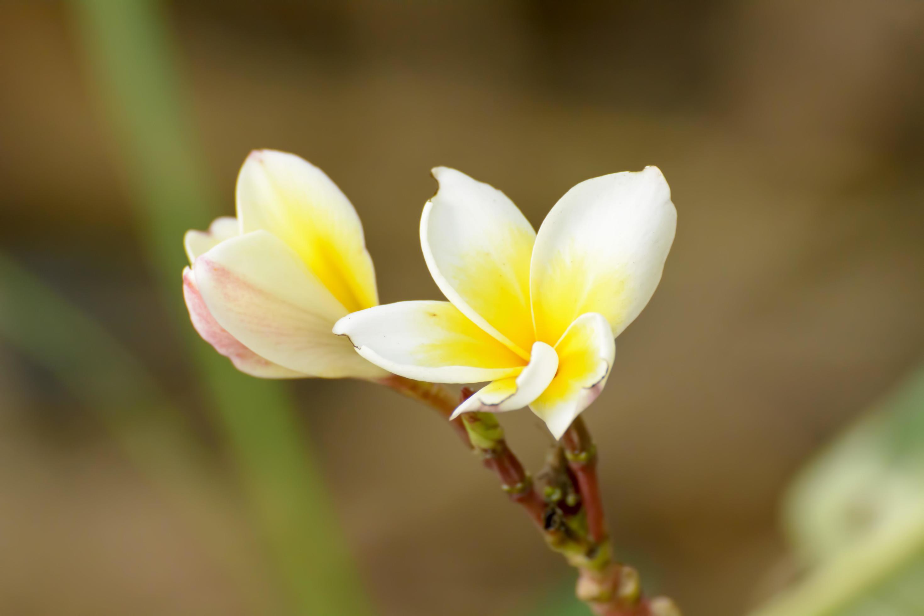 Plumeria flowers are so beautiful that popular in Thailand. Stock Free