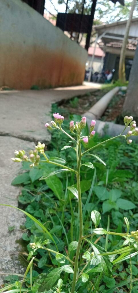 Pink Cyanthillium Cinereum Flowers Stock Free