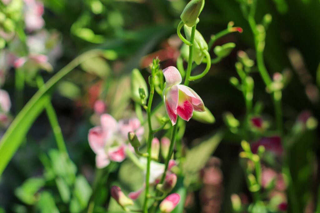 Orchid flower nature background Stock Free