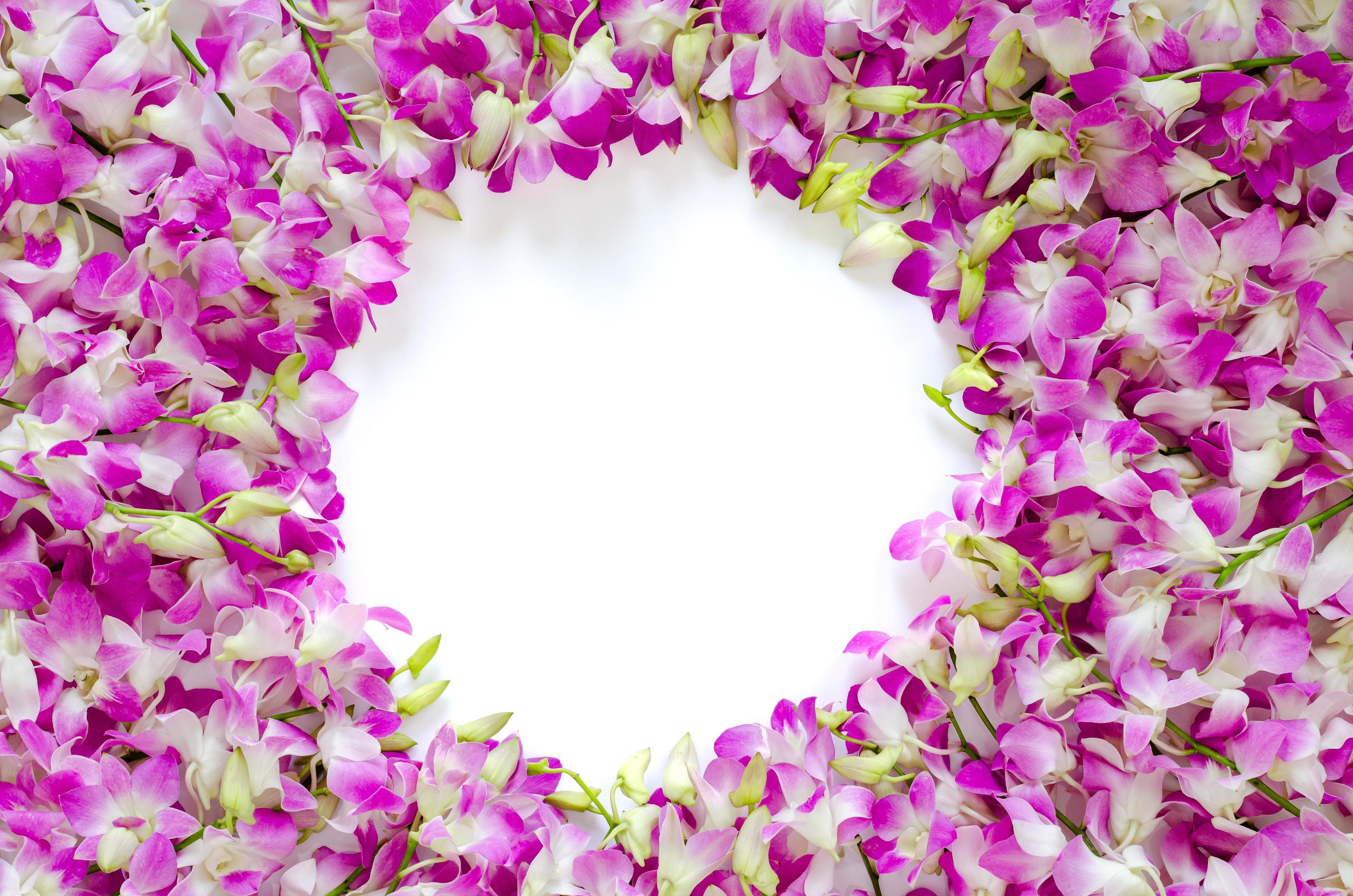 Pink orchid flowers put on white background for spring blossom photo concept. Stock Free