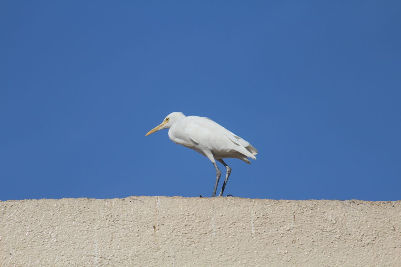 Beautiful White Bird Stock Free