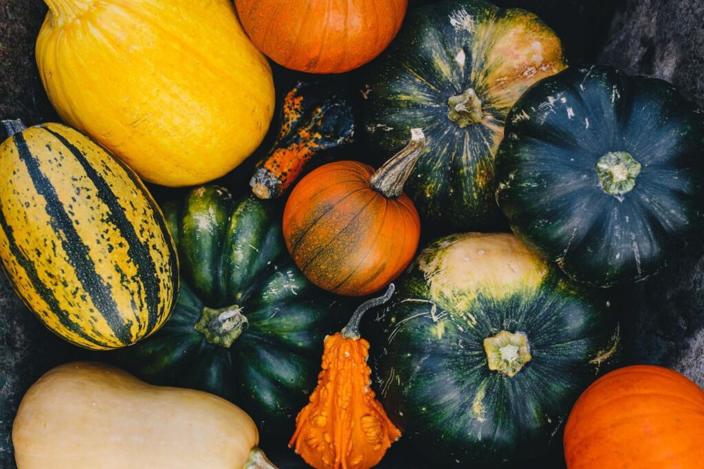 Variety of Pumpkins Stock Free