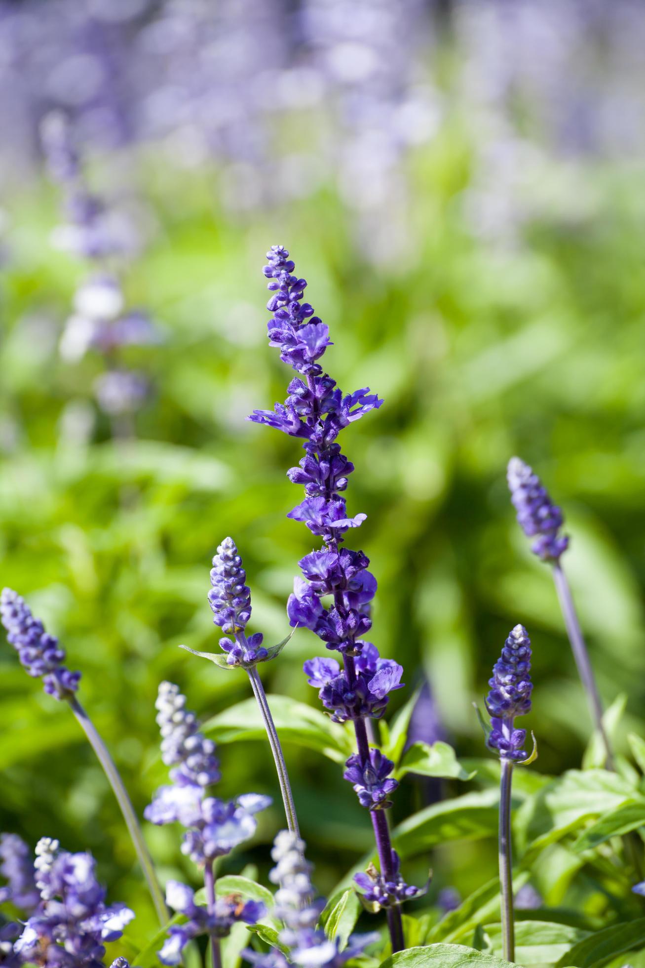 lavender flowers, close-up, selective focus Stock Free