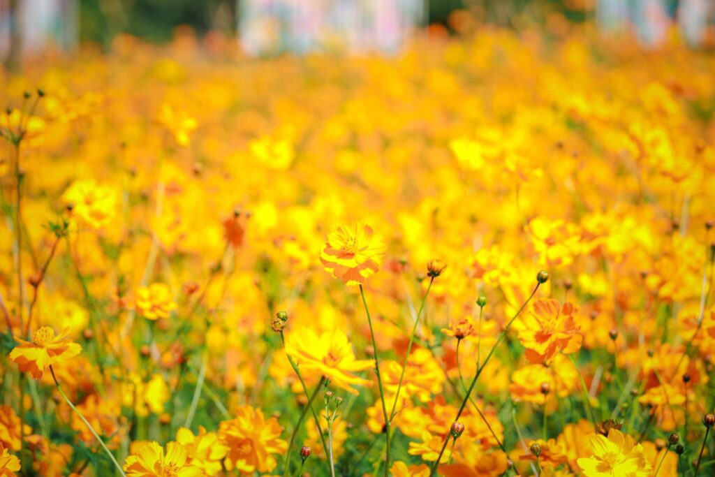 Orange and yellow cosmos flower blooming cosmos flower field, beautiful vivid natural summer garden outdoor park image. Stock Free