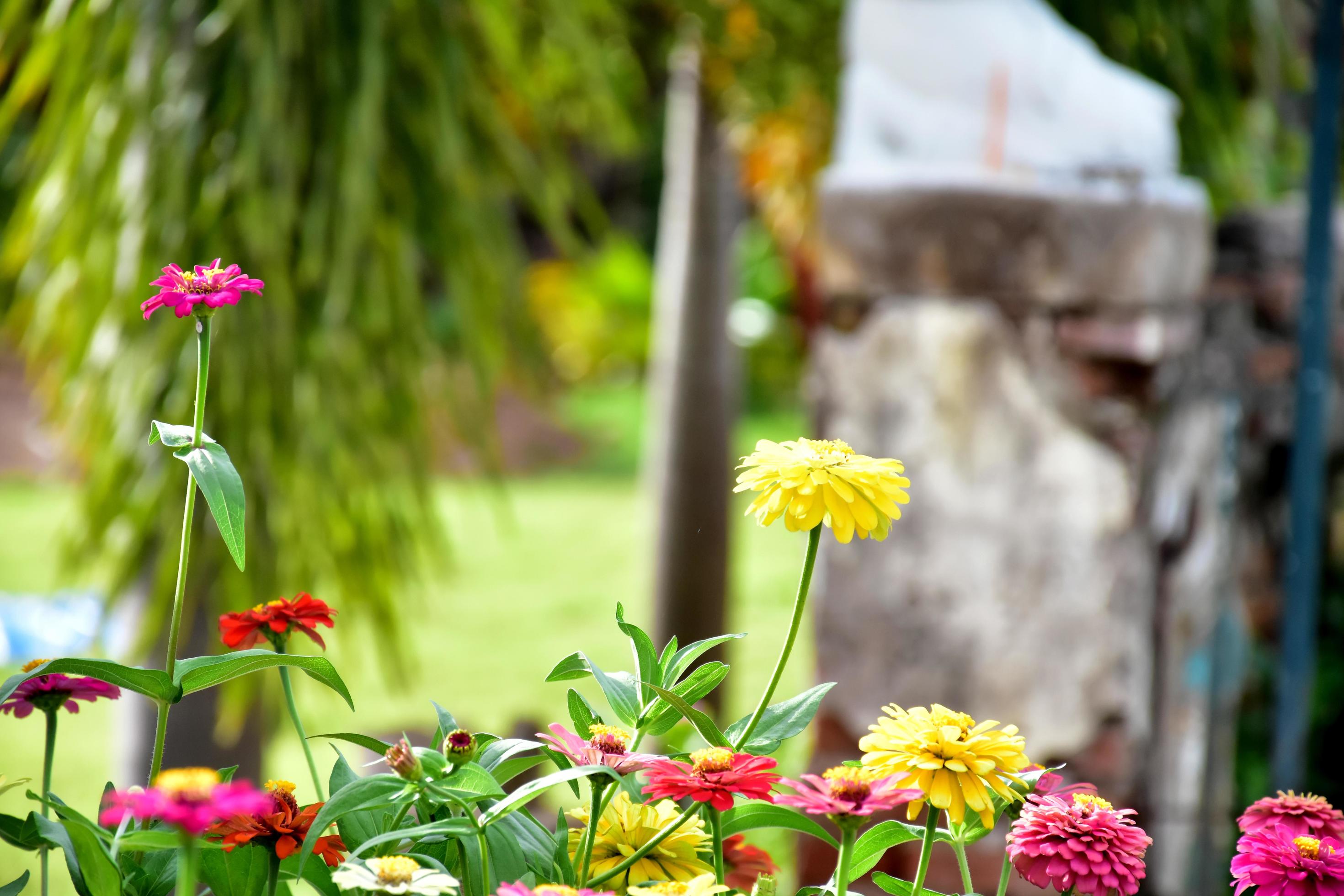 Zinnia flower growing in flower bed near home, Stock Free