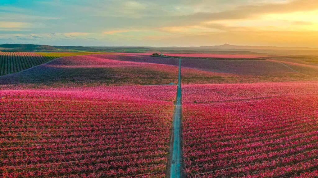 Red flower field at sunset Stock Free