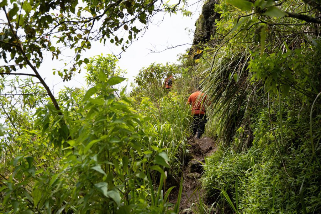 The way going to deep forest when spring time. The photo is suitable to use for adventure content media, nature poster and forest background. Stock Free