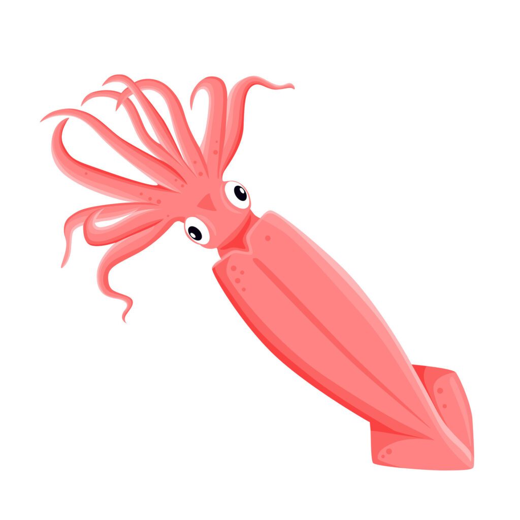 squid isolated on white background. eps 10 Free Vector