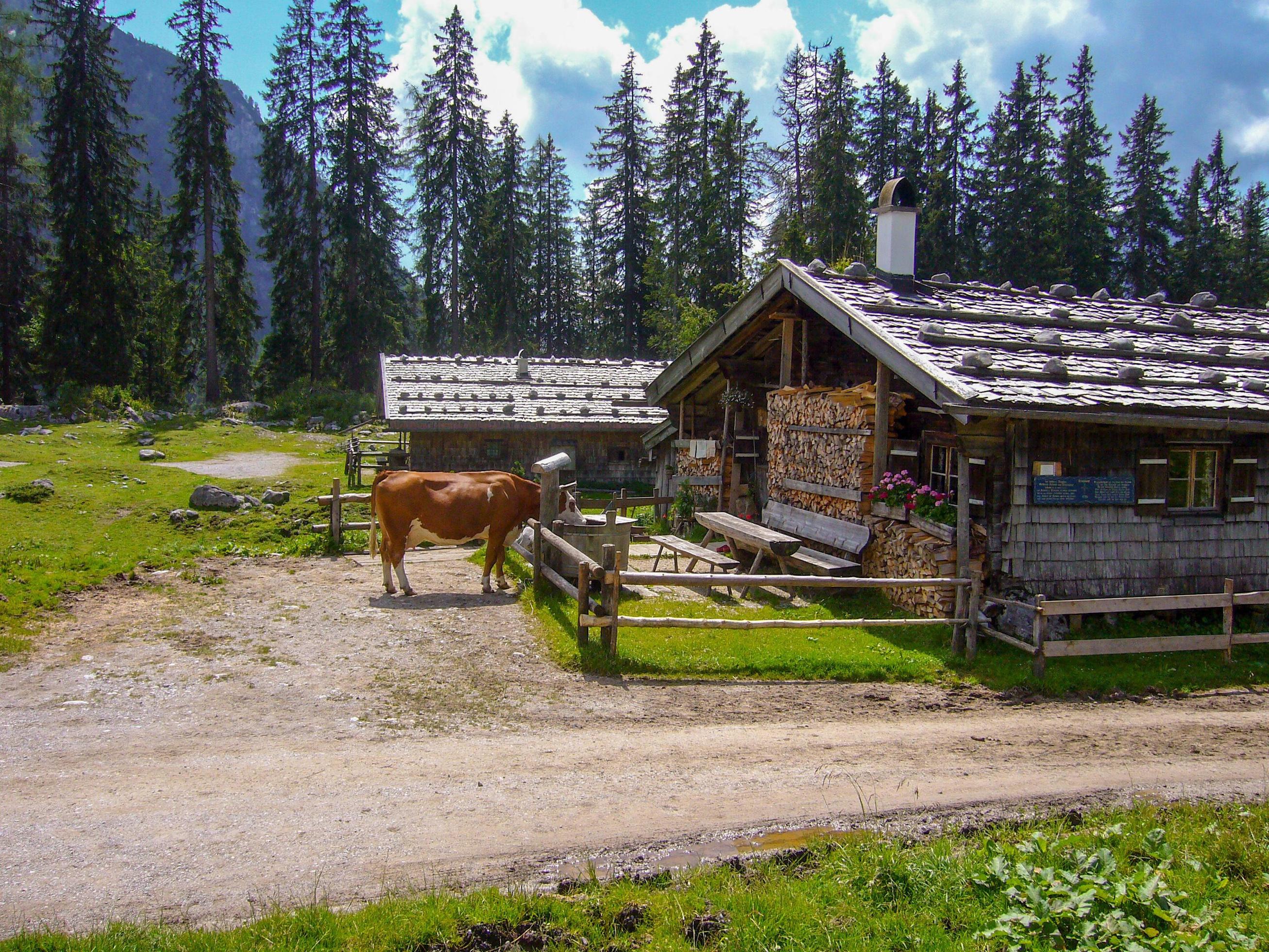 beautiful nature scenery at kallbrunn alm with cows, austria Stock Free