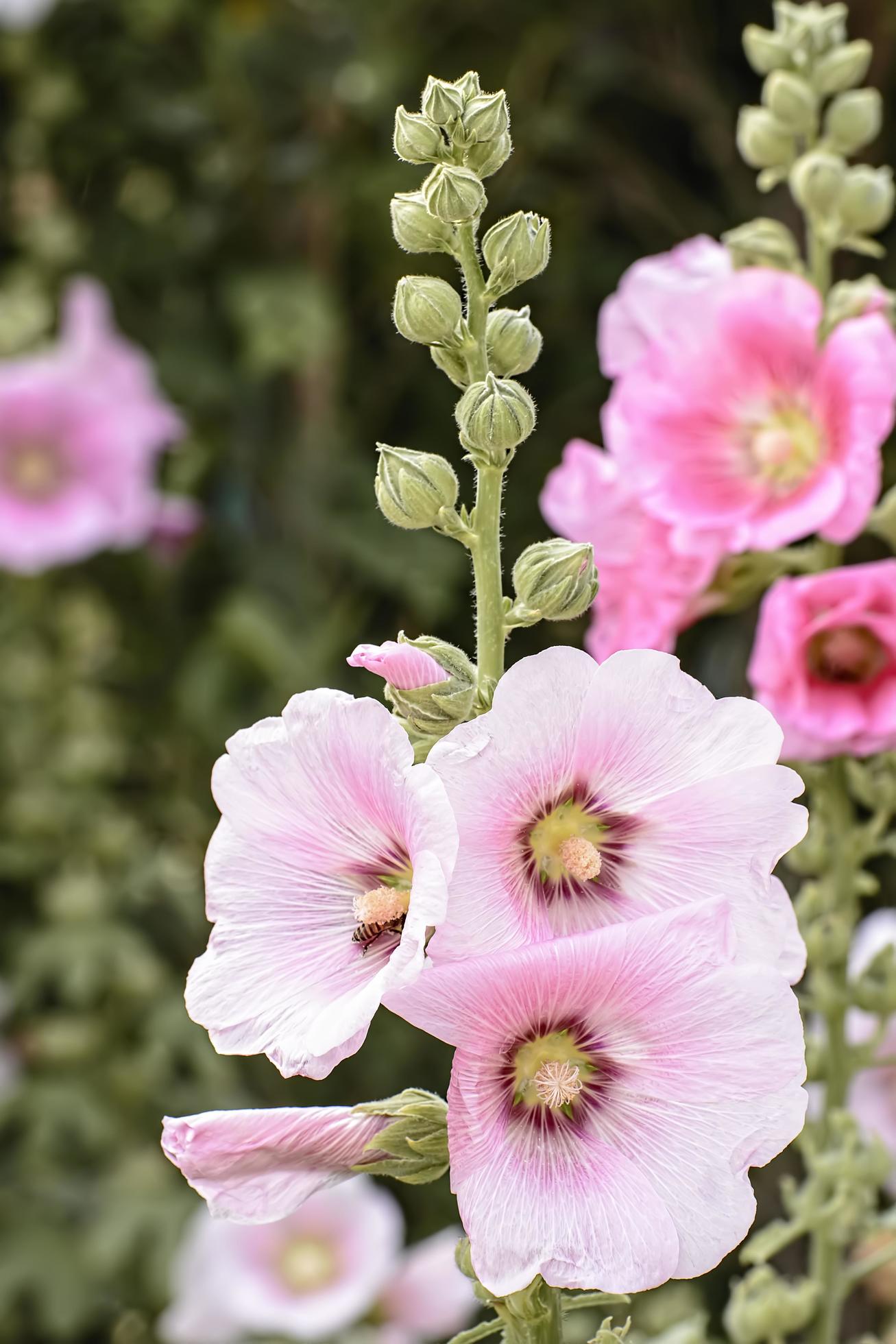 Hollyhock flower is many colors and beautiful in the garden. Stock Free