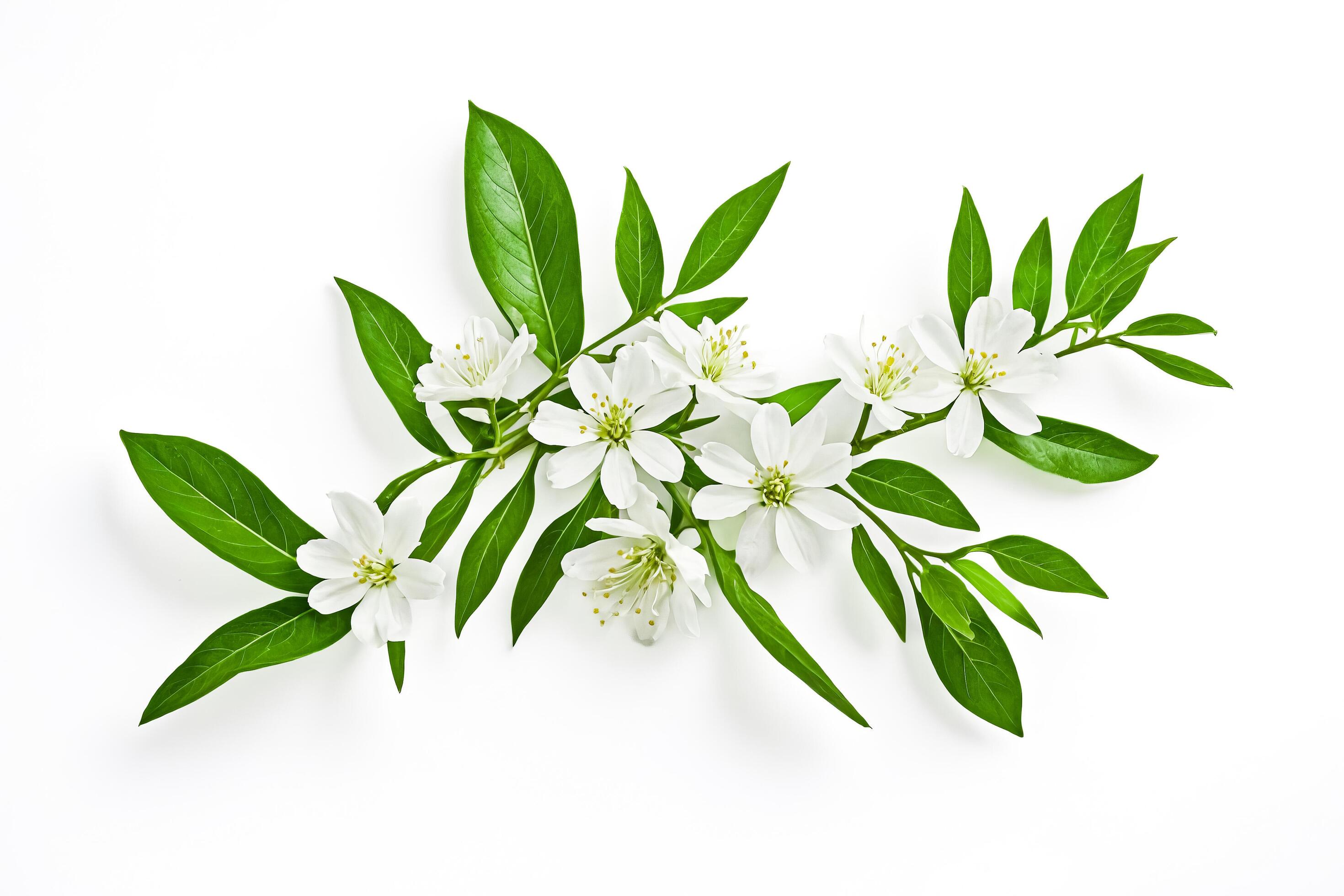 White Flowers and Green Leaves on a White Background Stock Free