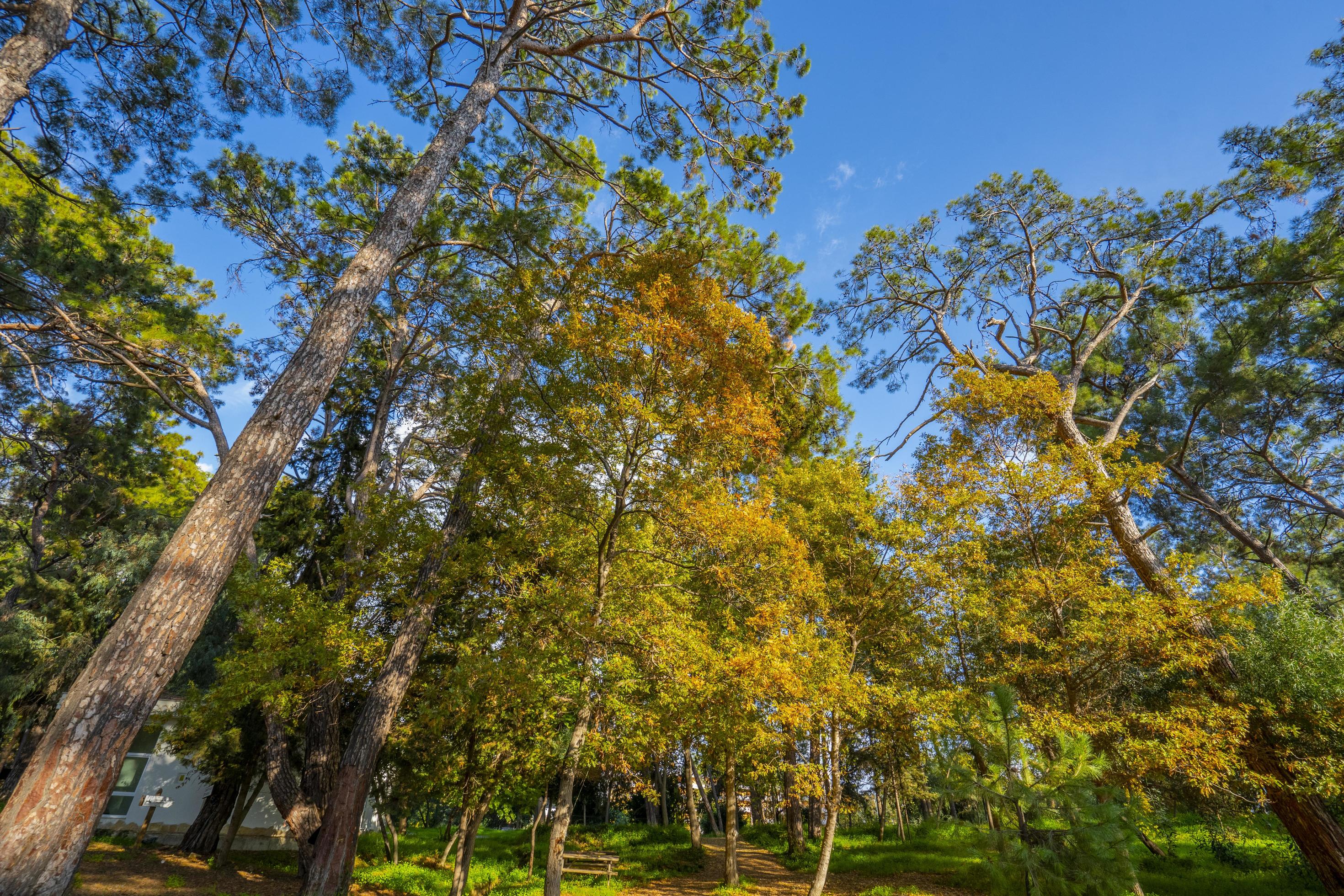 peaceful natural environment in the forest Stock Free