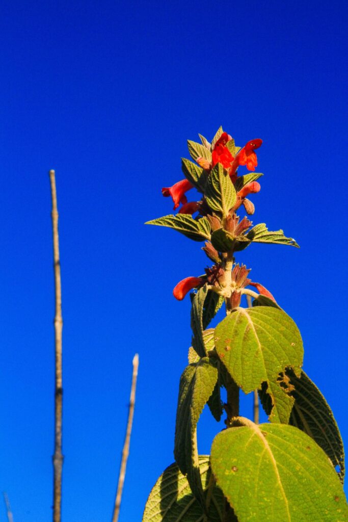 Colquhounia coccinea var. mollis is Wild flowers on the Chiang Dao mountain, Chiangmai at Thailand Stock Free