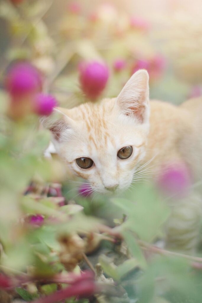 Cute Orange Kitten striped cat enjoy and relax with Globe Amaranth flowers in garden with natural sunlight Stock Free