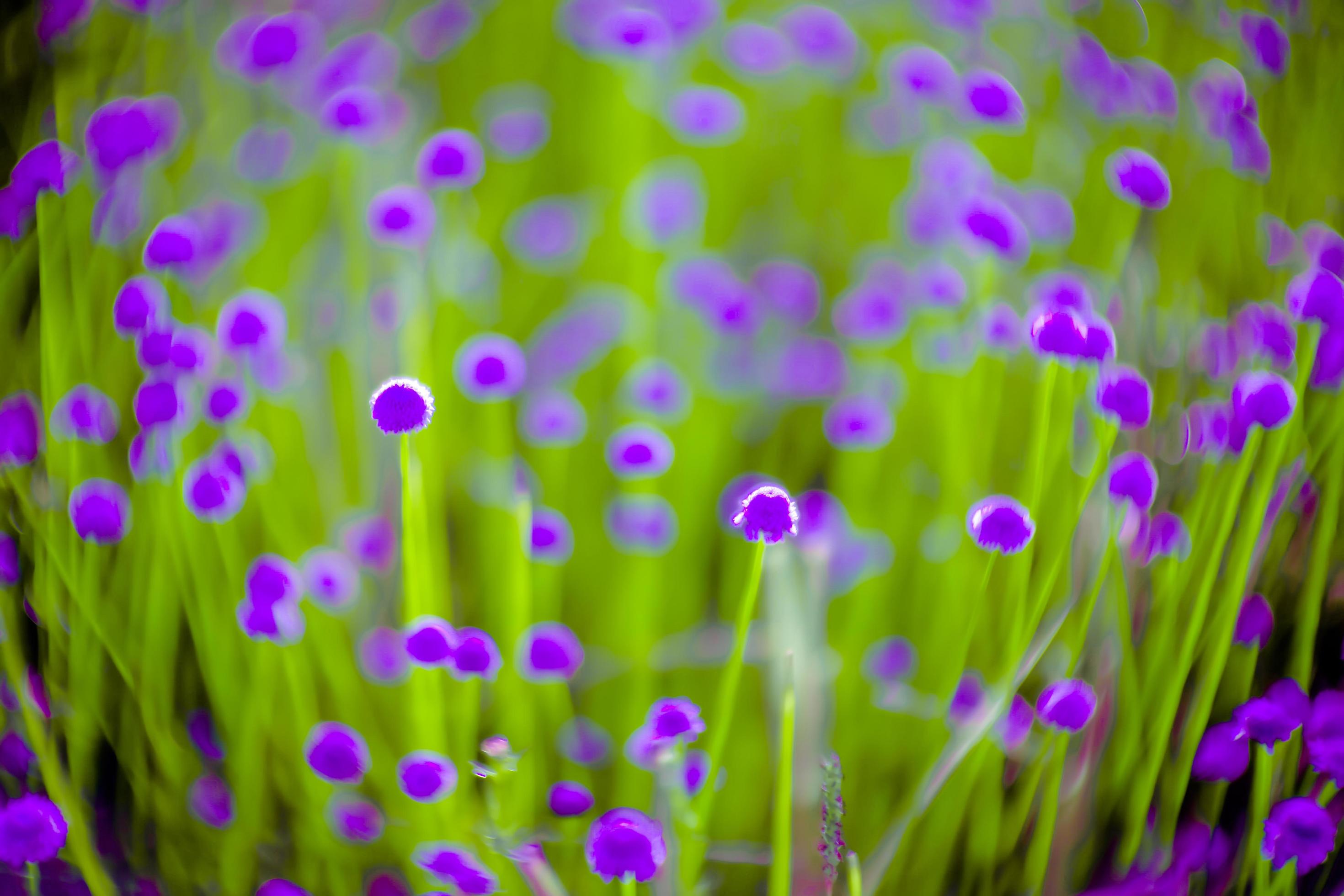 blurred,Purple flower blossom on field. Beautiful growing and flowers on meadow blooming in nature Stock Free